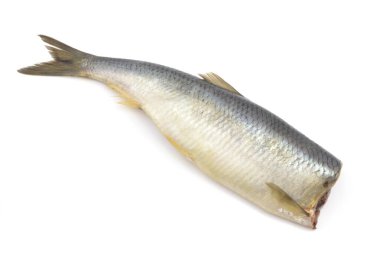 Beyaz bir arka plan üzerinde ringa balığı