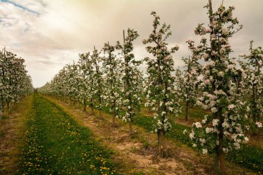 İlkbaharda çiçek açan elma bahçeleri