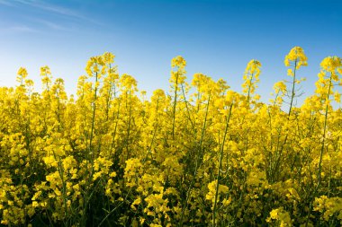 Çiçek açan yağ tohumu gökyüzüne karşı tecavüz