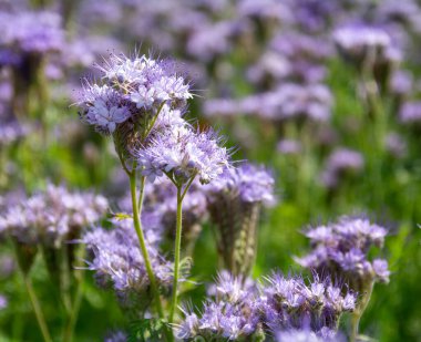 Arazide filizlenen safhalar