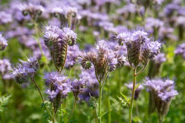 phacelia blooming in the field clipart