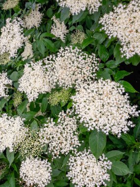 İlkbaharda açan mürver çiçekleri.