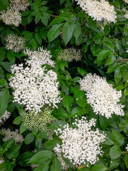 İlkbaharda açan mürver çiçekleri.