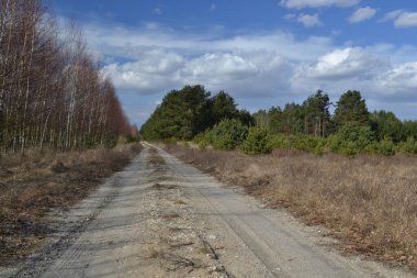 Baharın başında ormanın içinden geçen yol.
