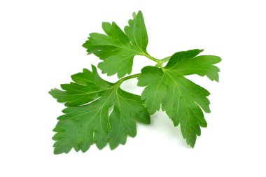 Beyaz arkaplanda maydanoz yaprağı izole