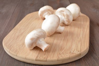 mantar yönetim kurulu