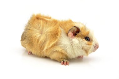 Beyaz arka planda bir kobay