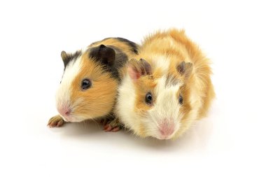 Beyaz arka planda bir kobay