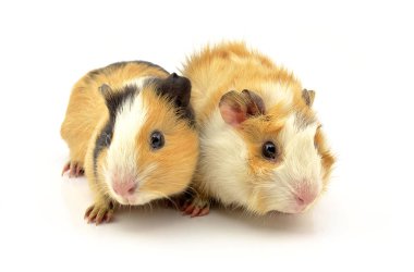 Beyaz arka planda bir kobay