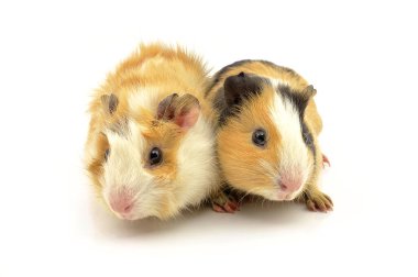 Beyaz arka planda bir kobay