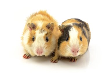 Beyaz arka planda bir kobay