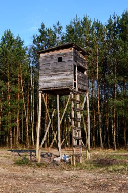 Ormanda av kürsüsü