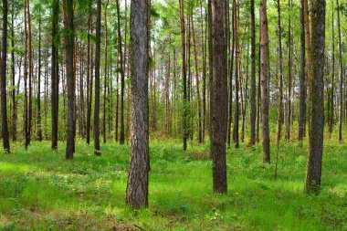 çam ormanı içinde yaz