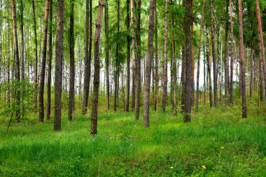 çam ormanı içinde yaz
