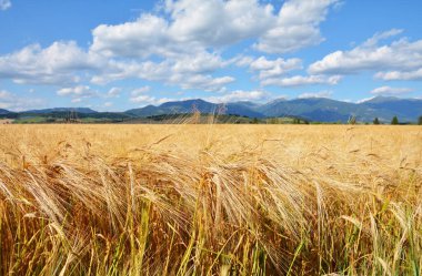 Dağların arka planında çavdar tarlası