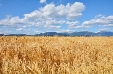 Dağların arka planında çavdar tarlası
