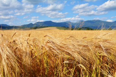 Dağların arka planında çavdar tarlası