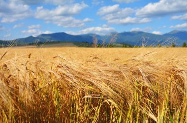 Dağların arka planında çavdar tarlası