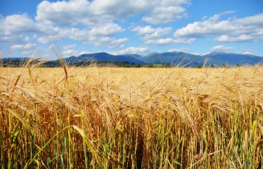 Dağların arka planında çavdar tarlası