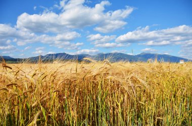 Dağların arka planında çavdar tarlası