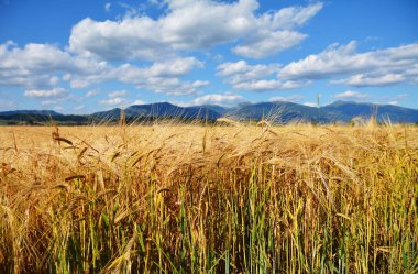 Dağların arka planında çavdar tarlası