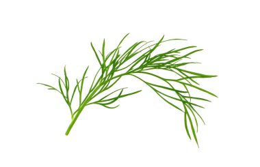 beyaz zemin üzerine dereotu