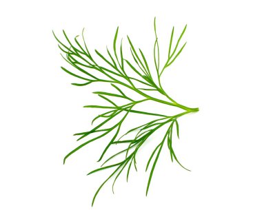 beyaz zemin üzerine dereotu