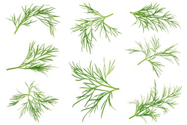 beyaz zemin üzerine dereotu