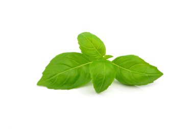 Beyaz arkaplanda fesleğen yaprağı