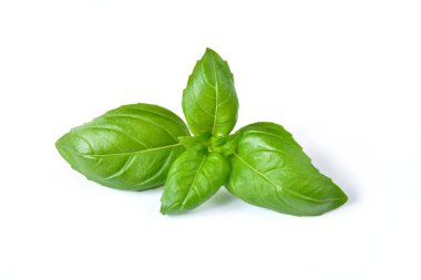 Beyaz arkaplanda fesleğen yaprağı