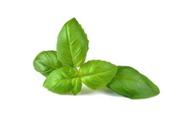 Beyaz arkaplanda fesleğen yaprağı