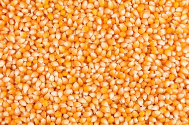 Patlamış mısır. Kavurmak için mısır taneleri