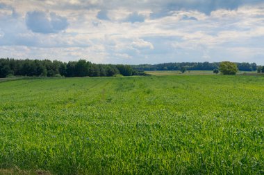 Yazın tarlaların manzarası