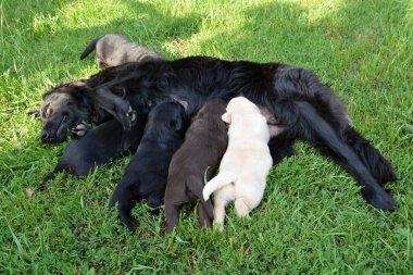 bitch and puppies on the grass