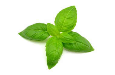 Beyaz arkaplanda fesleğen yaprağı