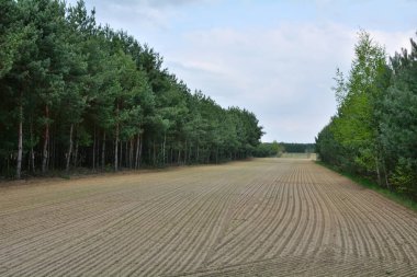 Tarla ve orman manzarası