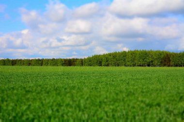 Tarla ve orman manzarası