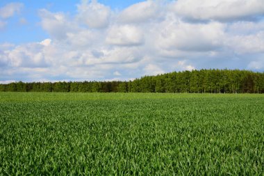 Tarla ve orman manzarası