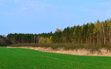 Tarla ve orman manzarası