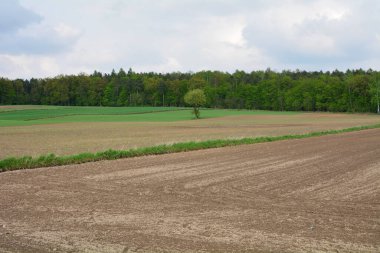 Tarla ve orman manzarası