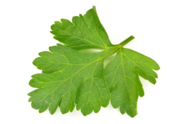 Beyaz arkaplanda maydanoz yaprağı izole