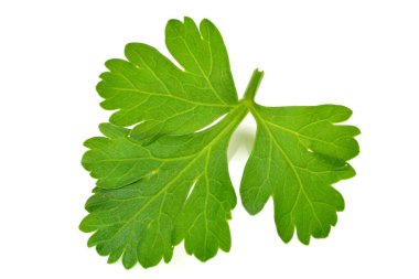 Beyaz arkaplanda maydanoz yaprağı izole