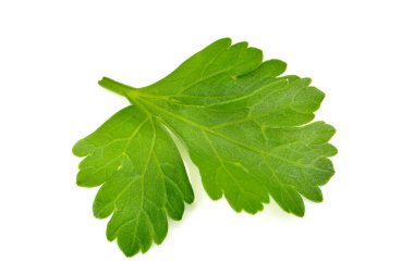 Beyaz arkaplanda maydanoz yaprağı izole