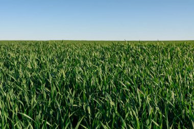 İlkbaharda tahıl tarlası manzarası