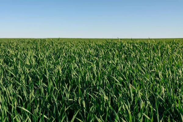 İlkbaharda tahıl tarlası manzarası