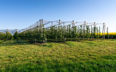 Meyve bahçesi koruma sistemi dolu ve kuşlara karşı