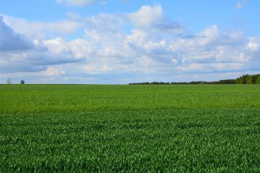 Görünüm alanları