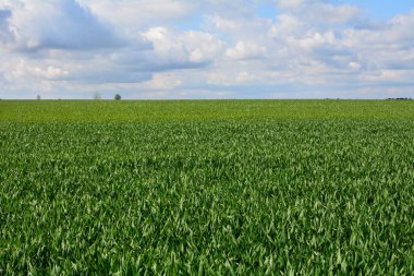 Görünüm alanları