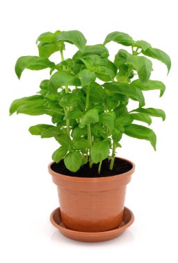 beyaz zemin üzerinde bir tencerede fesleğen