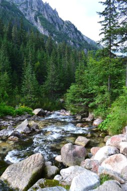 Tatra Dağları 'ndaki dağ deresi - Polonya